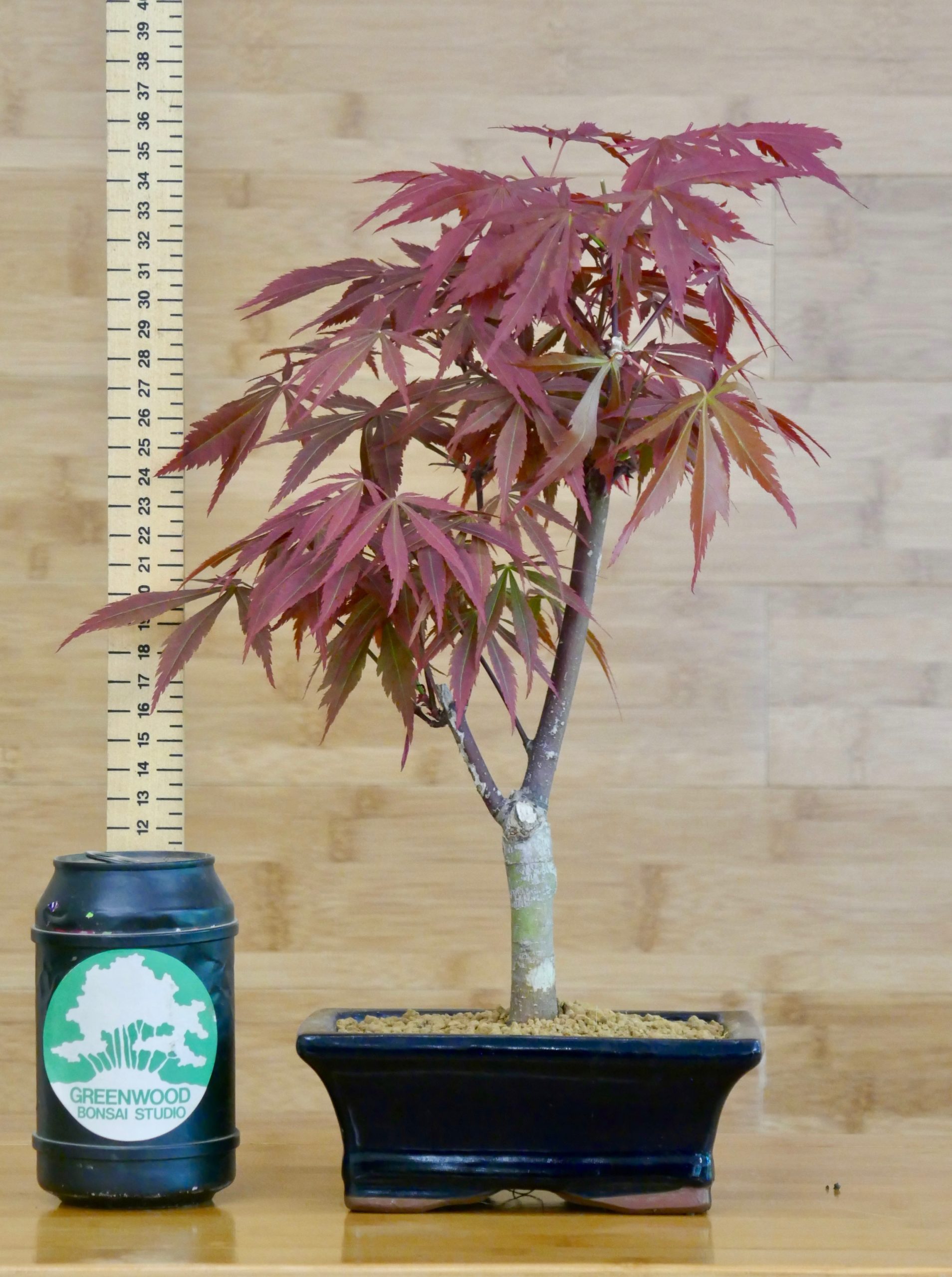 bonsai japanese maple