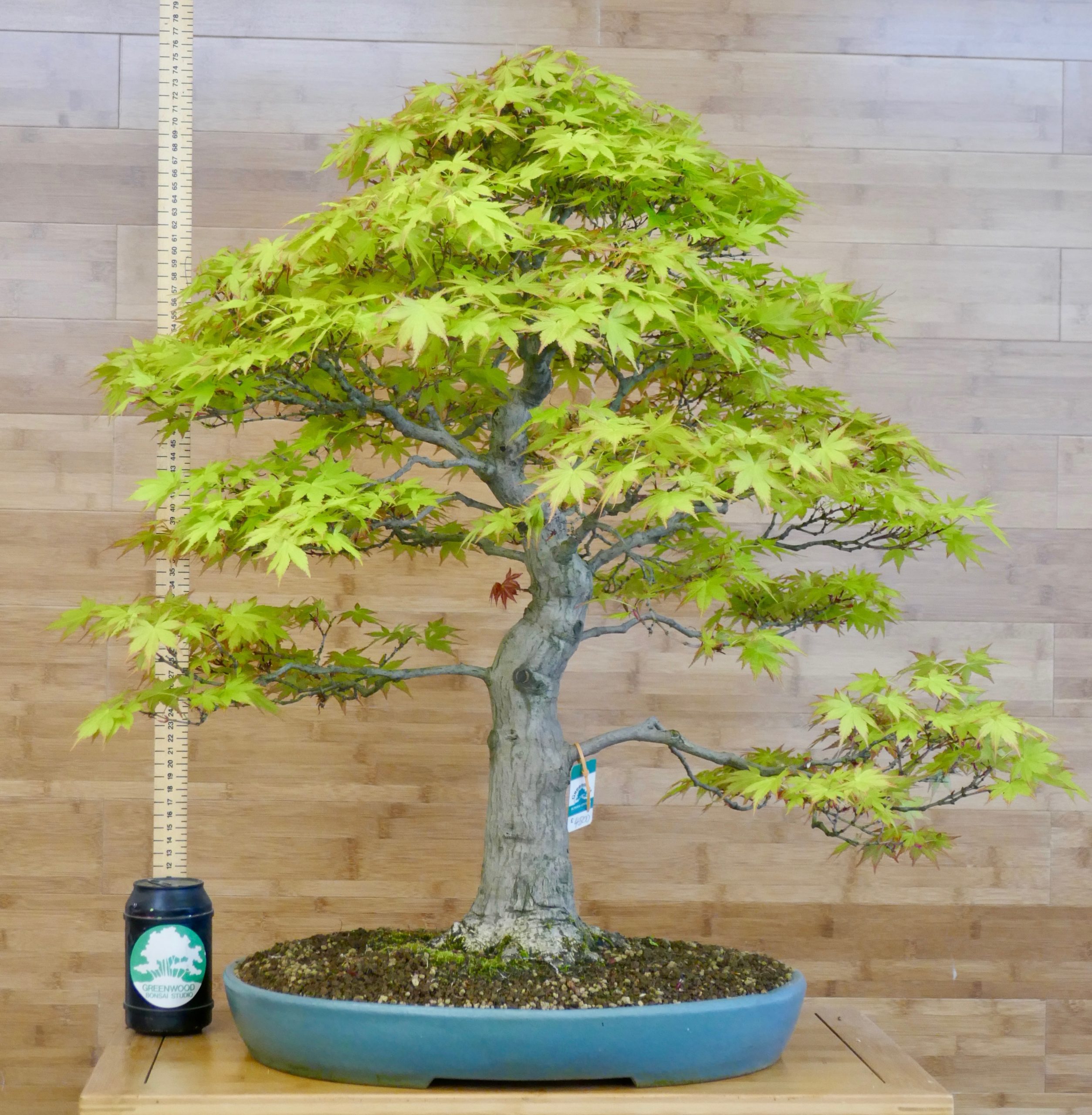 bonsai japanese maple