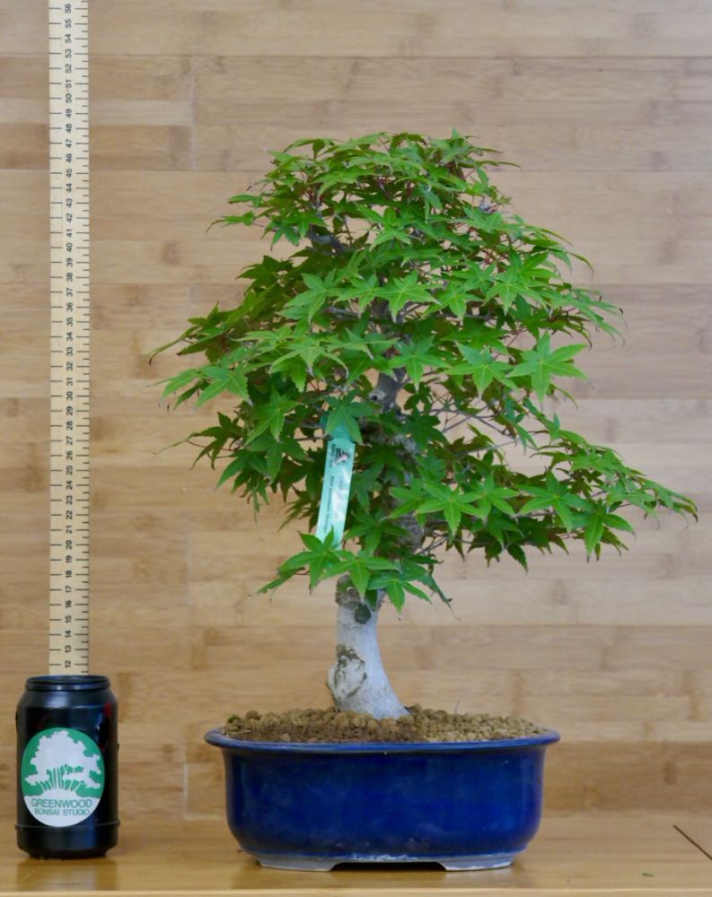 deshojo maple bonsai