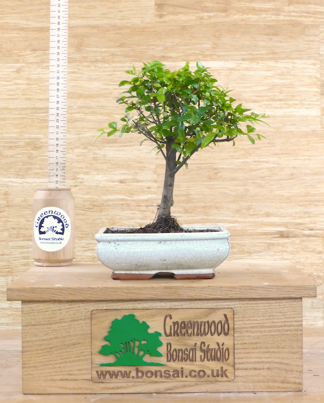 Artificial Bonsai Tree Ornaments Flower Tree Decorations For Desktop  Display, Easy Clean, And Welcoming Pine Art Perfect Yard Simulation Plants  Gift For Home From Hezajo, $13.79 | DHgate.Com