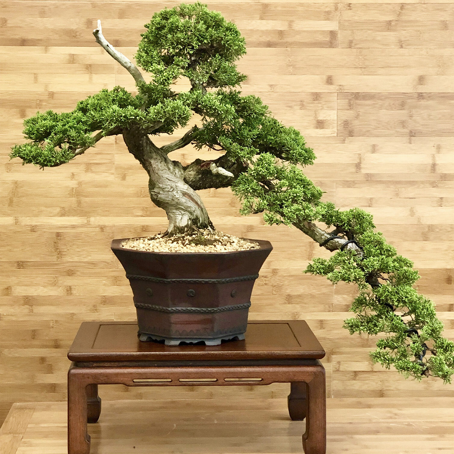 https://www.bonsai.co.uk/wp-content/uploads/bb-plugin/cache/gwb-juniper-bonsai-circle-5a8c4a927fdcfe7eb65a8b25032606c3-5fb1cfa6bd0c4.jpg